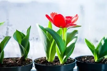 Tulipes en pots