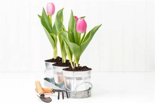 Cách trồng và chăm sóc hoa tulip trong chậu