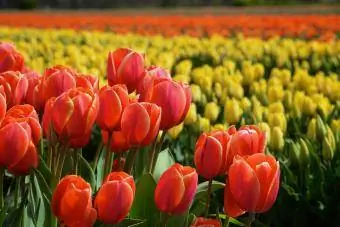 Detail červených tulipánů v poli, Nizozemsko