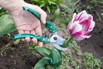 orezati glavicu cvijeta tulipana
