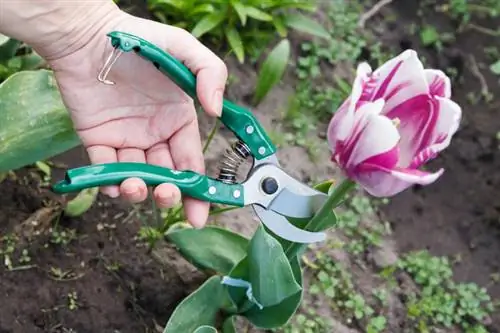 Hvad skal man gøre med tulipaner, når de blomstrer for at hjælpe dem med at trives