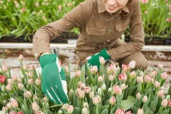 Gardener saib xyuas paj ntawm tulip cog hauv tsev cog khoom