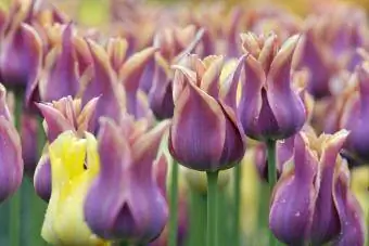 বেগুনি একক দেরী Tulips