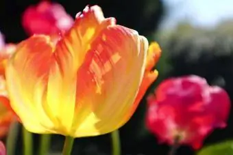 Los tulipanes loro brillan bajo la luz dorada del sol