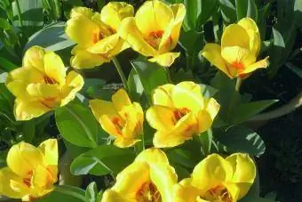 Tulp Kaufmanniana