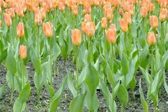 Fosteriana Tulip 'สีส้ม Emporer'