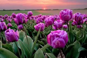 Forårslilla tulipaner ved solnedgang