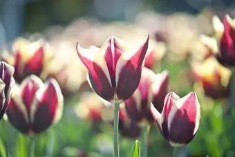 Tulipanes abigarrados rosados y blancos en un jardín.