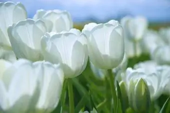 Tulipanes blancos de primavera