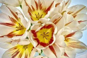 Burning heart tulipani