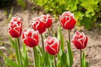 Tulipanes rojos con franja blanca en primavera en el jardín