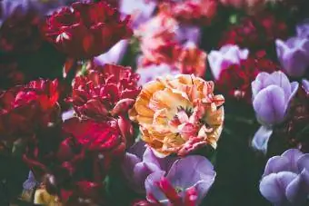 Tulipes à fleurs de pivoine