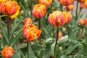 Narančasti Parrot tulipan