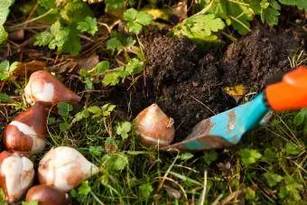 Plantando bulbos de tulipa papagaio