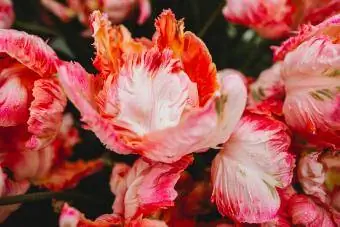 Mga Pink Parrot Tulip sa hamog sa umaga