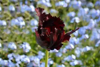 Flor de tulipa papagaio preto