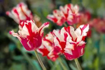 Estella Rijnveld tulips በአትክልቱ ውስጥ ይበቅላሉ