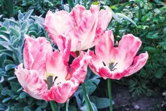 Maono ya Parrot Tulip Balb-Pink