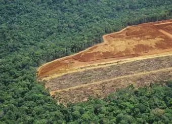 Defrișarea în Amazon