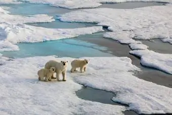 Batangan kutub berjalan di atas es yang mencair