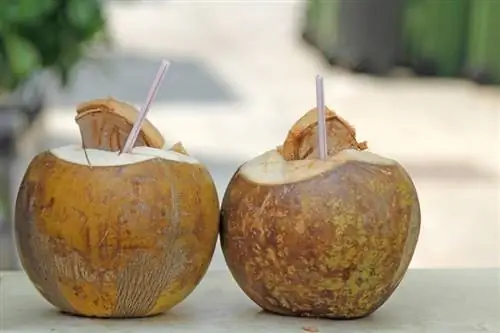 17 қанағаттанарлық кокос сусынының рецептері