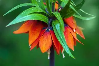 Корончатый императорский цветок - Fritillaria Imperialis.