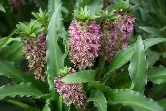 Eucomis Flower také známý jako ananasový květ a ananasové lilie.