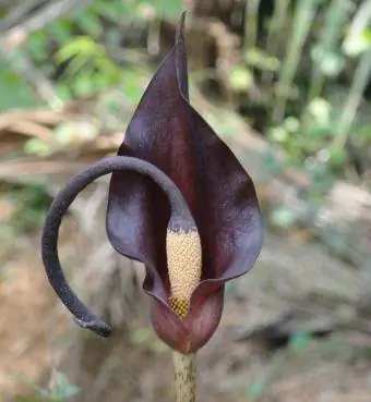 Surnud hobune Arum Lily