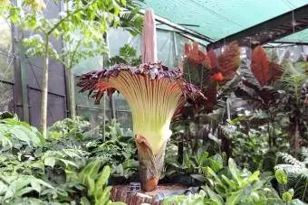 Titan Arum