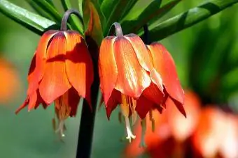 Kroonilised keiserlikud lilled (Fritillaria imperialis)