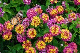 Fiori rosa e gialli di Lantana Camara Farfalla arancione che si nutre di fiori