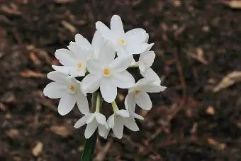 Narciso papyraceus papel blanco