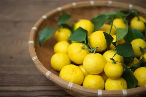 5 Recettes de boissons au Yuzu avec une touche d'agrumes unique