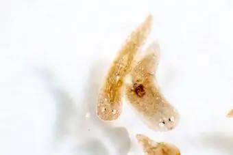 Parassita planario visto al microscopio