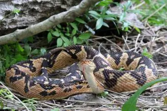 Cobra venenosa Bushmaster no chão da floresta