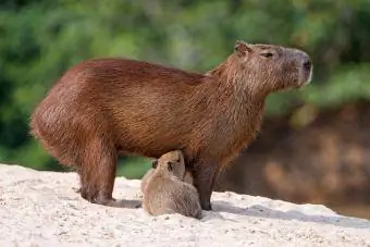 Baby capybara med mamma i Brasilien