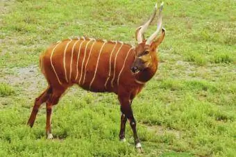 Animal bongo em campo verde