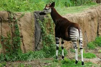 Okapi ยืนเล็มหญ้าอยู่ที่กำแพงหิน