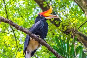 Degunradzis Hornbill, sēžot, pa, tree