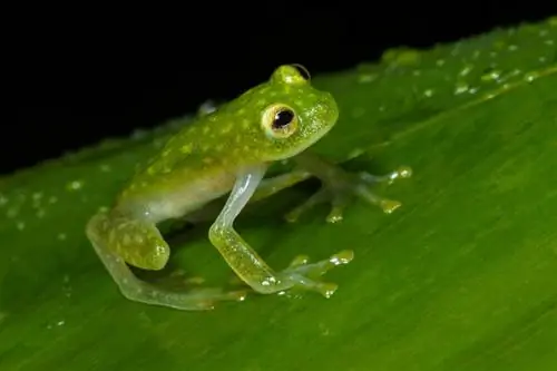 Liste des animaux de la jungle