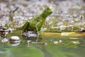 Groene Basilisk Hagedis in de buurt van water