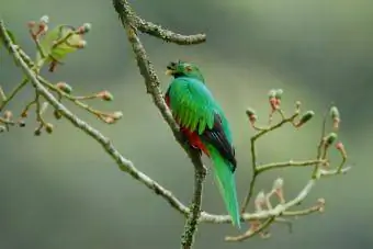 Oiseau Quetzal à crête sur une branche