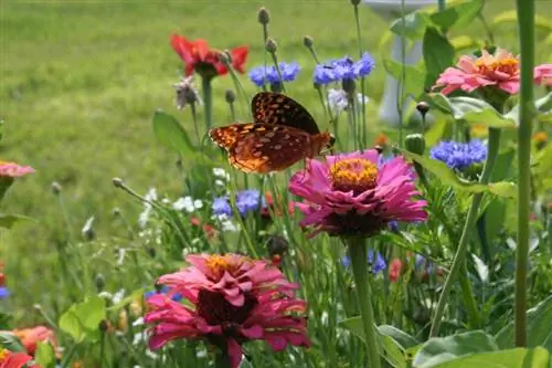 Imatges per ajudar a identificar les mal alties de les plantes