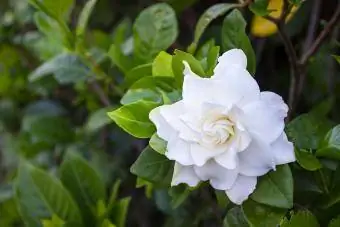 cespuglio di fiori di gardenia