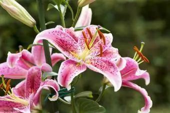 Stargazer Oriental Lily na vrtu