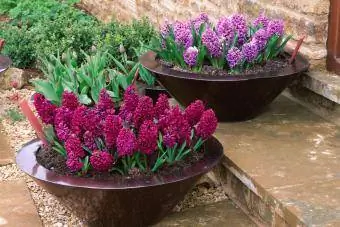 hyacint v nádobách