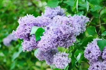 Lilac Bush v zahradě