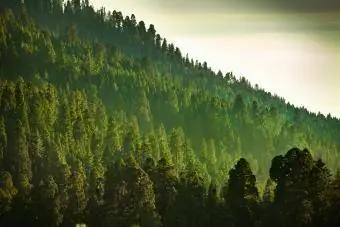 Pylli i Maleve të Sierra Nevadës
