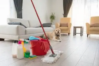 Cão golden retriever sentado atrás de vários produtos de limpeza na sala de estar