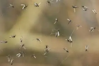 mosquitos